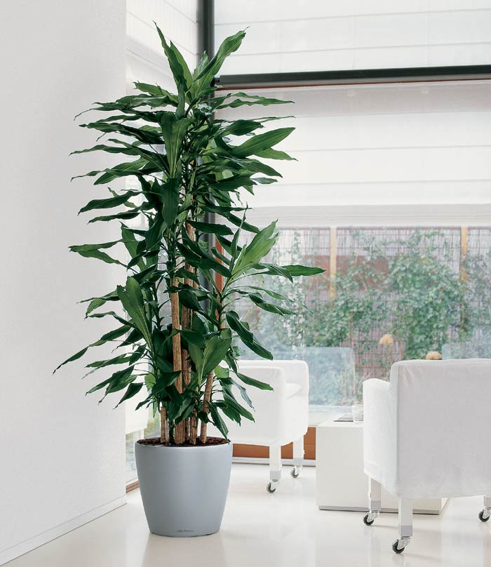 Dracaena studnerii